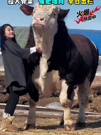 就是这个净涨膘饲料添加剂,最近火爆种植圈,真的是太好用了
