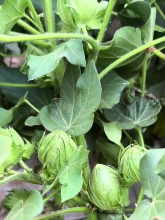 你还在为落桃落铃烦恼吗?疆域汇保铃先锋来帮您,1瓶能用20亩,成本只要几块钱
