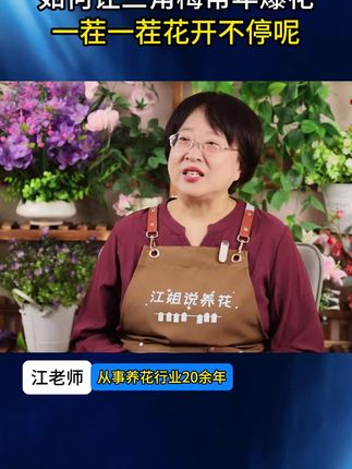 三角梅其实很贪吃,满足它的大胃口,就能常年爆花、一茬一茬开不断#三角梅 #三角梅养护