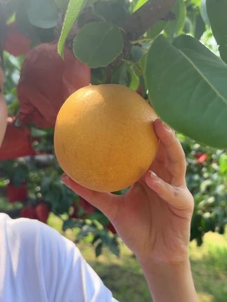 入甜春花秋月,秋季限定秋月梨,形美如月,入口无渣,冠县核心产区,气候温和湿润,全年光照高达2600小时,奠定高品质