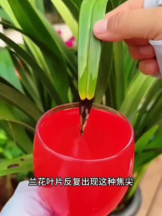 没时间施肥的你,只要在土里插一支再生液,平时浇水就能释放养分,让养花变得简单#养花小知识