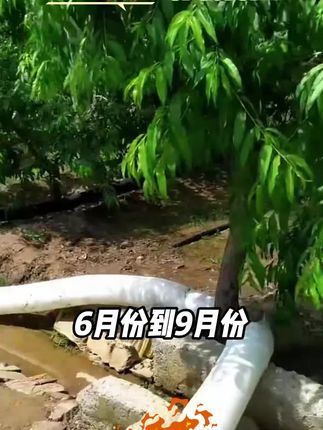 果树花芽素,促进花芽分化保花保果增产增收叶面肥 #农业 #种植 #果树