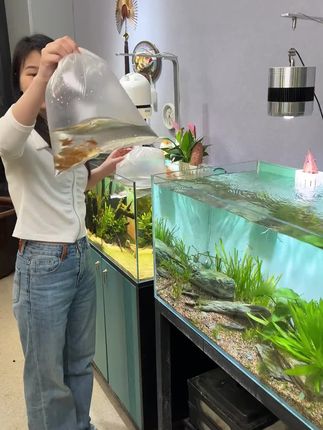 #养鱼日记#水族#清澜澳#亚甲基蓝