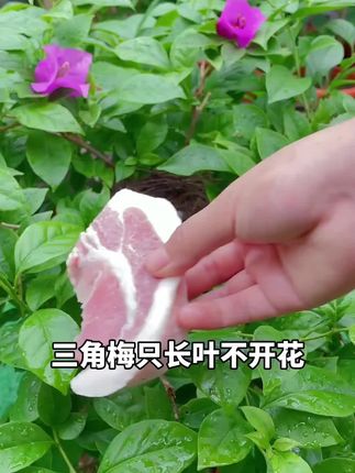 #三角梅 #花肥 #三角梅专用肥 #养花小知识 #花卉绿植