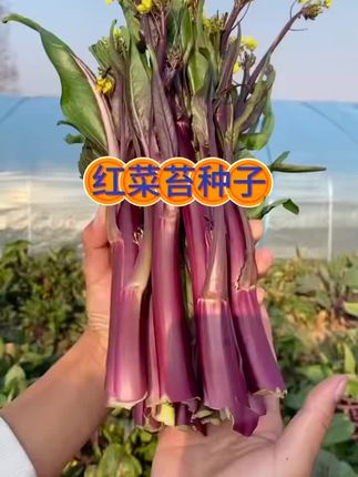 十月红菜苔,脆嫩可口,好吃又好种 现在正是种植的时候