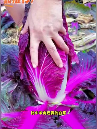 #紫白菜 家里阳台花盆小院种点这个紫白菜#紫白菜种子