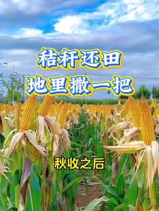 秸秆还田好处多, 土壤有机质增多, 小麦生长更茁壮。