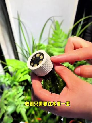 懒人的福音蜈蚣草,放在水里就能存活