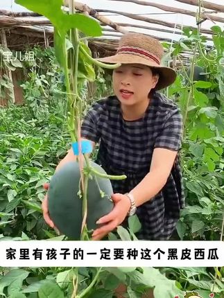 黑皮无籽西瓜#优质农产品#西瓜种植#阳台小院均可种植
