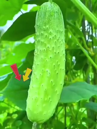 【秋播】唐秋一号黄瓜种子春秋四季播水果黄瓜高产小黄瓜秋冬播种育