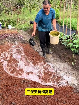 #三伏天种菜 #种植小技巧 #发酵稻壳#稻谷壳#家庭种植