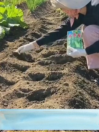 秋冬播种 北斗七星特大高产蚕豆种子罗汉豆种籽 早熟耐寒蔬菜种子