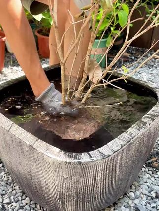 它就是养花种菜都可以用的黑金水溶肥,不仅能够活化土壤,提供养分,还能促进植物生长开花#养花种菜 #黑金水溶肥