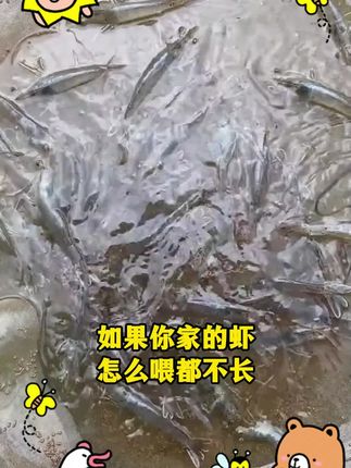 对虾长得快,全靠这一小袋#对虾#南美白对虾#罗氏沼虾#养虾人#土塘养虾#小棚虾#水产养殖