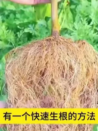 高纯爆根粉生根粉生根壮根根系发达激活土壤果蔬园艺通用肥